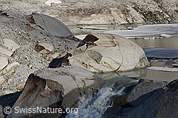 Foto: Rundhöcker vor dem Rhonegletscher