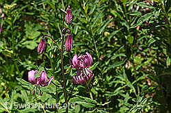 Foto: Blüten des Türkenbund (Lilium martagon)