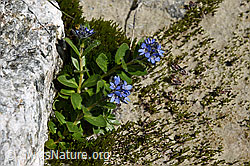 Alpen-Ehrenpreis (Veronica alpina) (F160184)