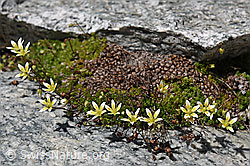 F160195: Moosartiger Steinbrech (Saxifraga bryoides)