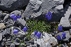 Foto: Niedliche Glockenblume (Campanula cochleariifolia)