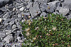 Photo: Verblühter Silberwurz (Dryas octopetala)