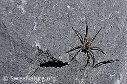 Foto: Wolfspinne Pardosa saturatior