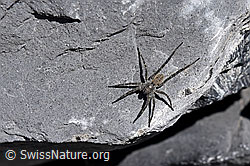 Foto: Wolfspinne Pardosa saturatior