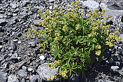 F160572: Glänzender Silbermantel (Alchemilla nitida)