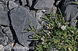 Foto: Kriechendes Gipskraut, Blüten