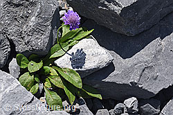 Photo: Glänzende Skabiose (Scabiosa lucida)
