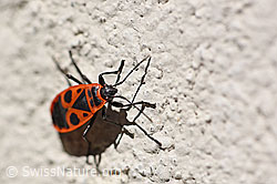 Gemeine Feuerwanze (Pyrrhocoris apterus) (04.09.2019, F161570)