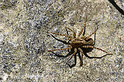 Pardosa lugubris (Wolfspinne) (F161575) Pardosa lugubris (Wolfspinne) (F161575)
