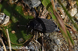 Silpha tristis (Aaskäfer) (F162170)