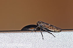 Bärtige Winkerzikade (Idiocerus herrichii) (F162775) Bärtige Winkerzikade (Idiocerus herrichii) (F162775)