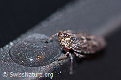 Bartwinkerzikade (Idiocerus herrichii) (F162783) Bartwinkerzikade (Idiocerus herrichii) (F162783)