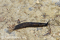 Spanische Wegschnecke (Arion vulgaris) (F163878) Spanische Wegschnecke (Arion vulgaris) (F163878)