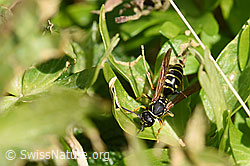 Polistes albellus (03.04.2020, F164233)