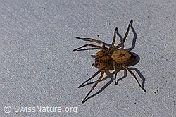 Vierfleck-Zartspinne (Anyphaena accentuata) (F164253)