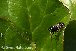 Heliophanus cupreus, Weibchen (F164271) Heliophanus cupreus, Weibchen (F164271)