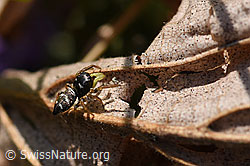 Heliophanus cupreus, Weibchen (F164282) Heliophanus cupreus, Weibchen (F164282)
