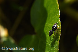 Heliophanus cupreus, Weibchen (F164285) Heliophanus cupreus, Weibchen (F164285)