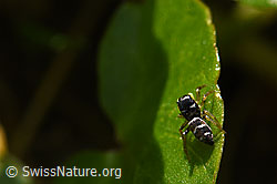 Heliophanus cupreus, Weibchen (F164286) Heliophanus cupreus, Weibchen (F164286)