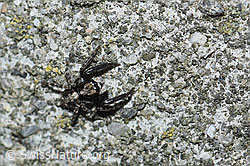 Pseudeuophrys lanigera (Springspinne) (F164349)