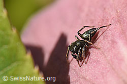 Heliophanus cupreus, Männchen (F164410) Heliophanus cupreus, Männchen (F164410)