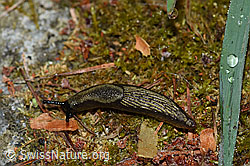 Rote Wegschnecke oder Schwarze Wegschnecke (13.04.2020, F164442)