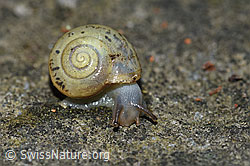 Kleine Glanzschnecke (Aegopinella pura) (F164446)