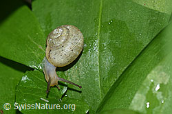 Kleine Glanzschnecke (Aegopinella pura) (F164448)