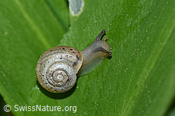 Kleine Glanzschnecke (Aegopinella pura) (F164450)