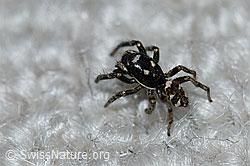 Photo: Zerbraspringspinne, Männchen