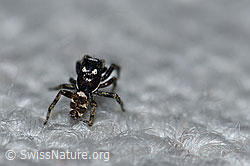 Zerbraspringspinne, Männchen (F164466)