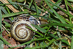 Gartenschnirkelschnecke (Cepaea hortensis) (F164480)