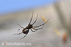 Neriene montana (F164559)