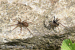 Wolfspinne Pardosa lugubris, Weibchen und Männchen (F164669) Wolfspinne Pardosa lugubris, Weibchen und Männchen (F164669)