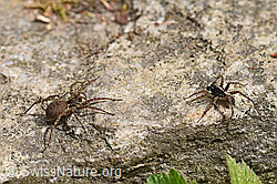 Wolfspinne Pardosa lugubris, Weibchen und Männchen. (F164680) Wolfspinne Pardosa lugubris, Weibchen und Männchen. (F164680)
