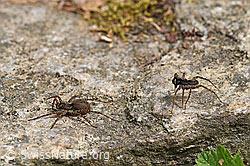 Wolfspinne Pardosa lugubris, Weibchen und Männchen (F164682) Wolfspinne Pardosa lugubris, Weibchen und Männchen (F164682)