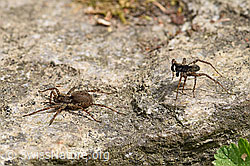 Wolfspinne Pardosa lugubris, Weibchen und Männchen (F164684) Wolfspinne Pardosa lugubris, Weibchen und Männchen (F164684)