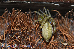 Grüne Huschspinne (Micrommata virescens) (20.04.2020, F164686)