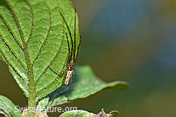 Bergstreckerspinne (Tetragnatha montana) an Blatt (22.04.2020, F164748)