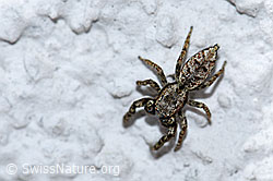 Sitticus pubescens (Springspinne) (22.04.2020, F164764)