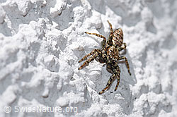 Sitticus pubescens (F164768)