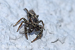 Spinne (F164800)