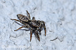 Spinne (F164804)