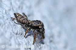 Spinne (F164806)