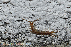 Steinkriecher (Lithobius forficatus) (F164914) Steinkriecher (Lithobius forficatus) (F164914)