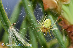 Kürbisspinne (Araniella cucurbitina) im Radnetz (F164925) Kürbisspinne (Araniella cucurbitina) im Radnetz (F164925)