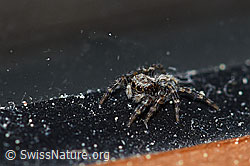 Pseudeuophrys lanigera (F164934)
