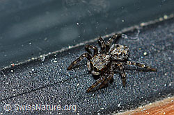 Pseudeuophrys lanigera (F164935)