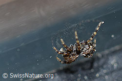 Pseudeuophrys lanigera (F164937)