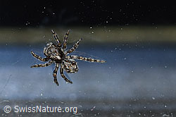 Pseudeuophrys lanigera (F164939)
